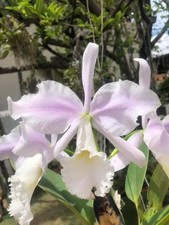 Cattleya warneri 'Santa