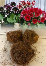 6 GLOXINIA (SINNINGIA) MIXED