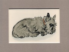 Lucy Dawson  ~ Scottish