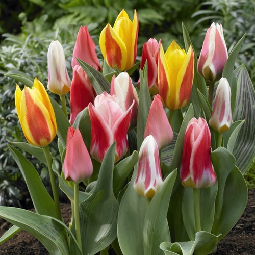 Tulip dwarf mixed spring - dwarf,