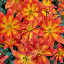 6 Trailing Bidens Goldita