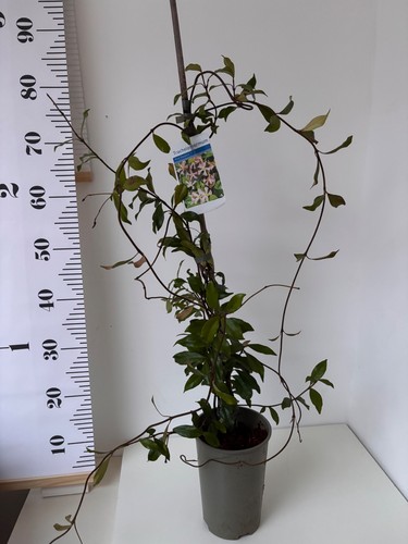 Trachleospermum asicaticum