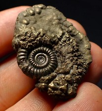 Crucilobiceras pyrite ammonite fossil (40 mm)