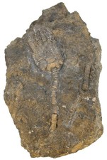 Triassic Showpiece Encrinus