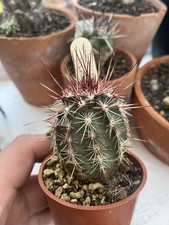 Echincereus Viridiflorus Rare