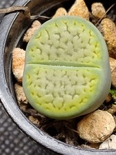 Succulent |Lithops hookeri dabneri Annarosa 1.5cm