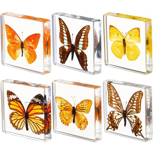 Pcs real butterfly - pcs,