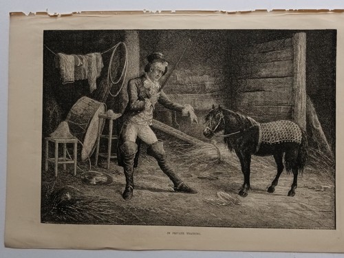 Miniature shetland pony - shetland,