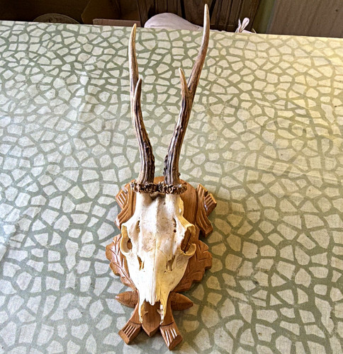 Deer skull roe - deer,