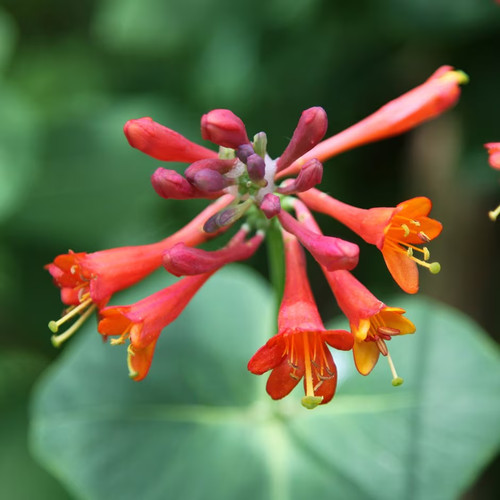 Lonicera dropmore scarlet - lonicera, scarlet-
