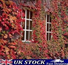 Boston Ivy Seeds Japanese, Virginia Creeper Plant Parthenocissus tricuspidata