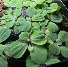 3x Large Dwarf Water Lettuce