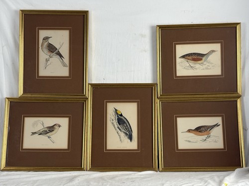 Antique framed hand coloured - 5, hand-coloured