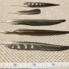 Five Real Cockatiel/Quaker