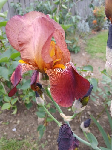 Brown iris live plant - brown,