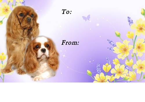 Cavalier king charles spaniel - cavalier,
