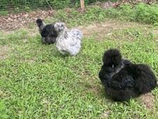 Bearded silkie hatching - 12,