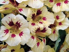 NASTURTIUMS 'Ladybird Cream &