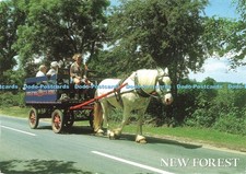 D243263 New Forest The Burley