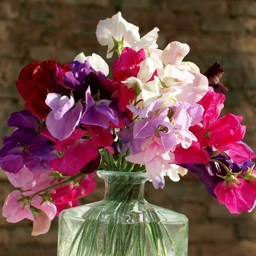 Mixed royal family sweet - royal,