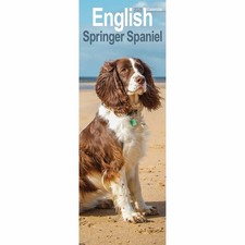 English Springer Spaniel Slim