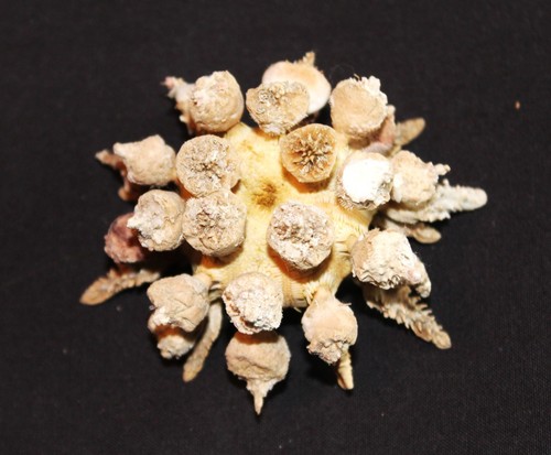 Incredible tropical sea urchin - incredible,