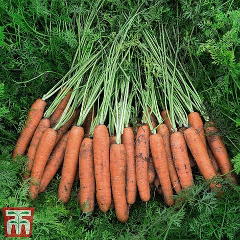 Thompson morgan carrot - thompson, &