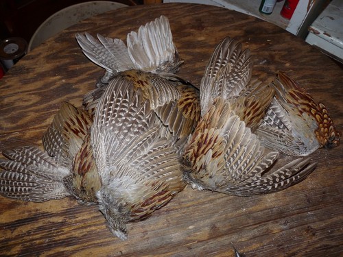 Beautiful fanned pheasant - fanned,