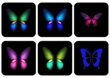 Butterfly Butterflies