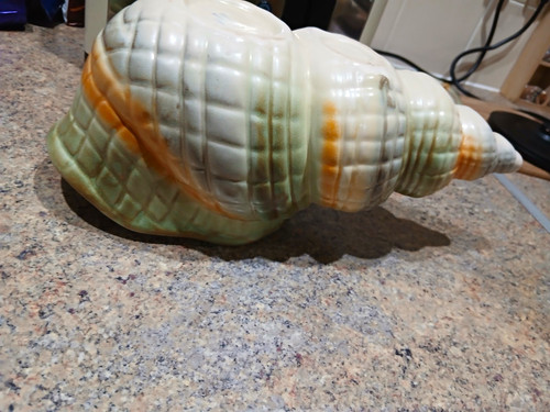 Shorter son sea life shell - sea,