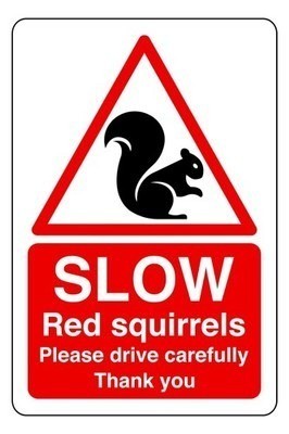 Slow red squirrels - red, please
