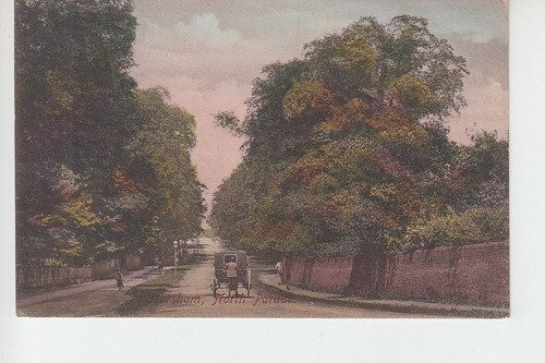 Horse carriage north - horse,