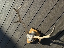 Scottish Deer Stag Antlers