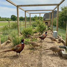 4 Manchurian × Ringneck Cross