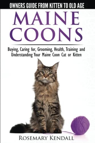Maine coon cats the - coon,