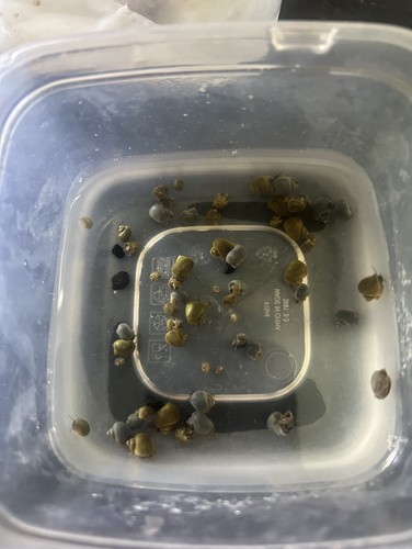 Freshwater baby mystery - freshwater,