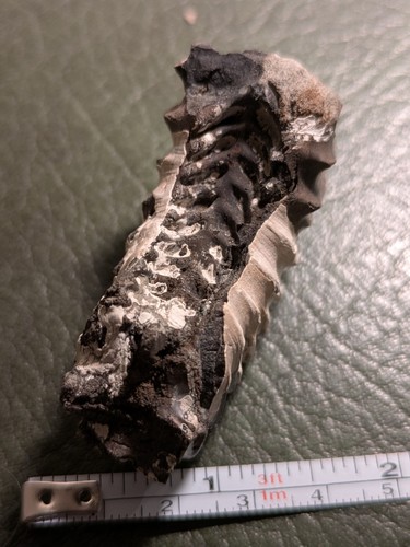 Ammonite section - ammonite,