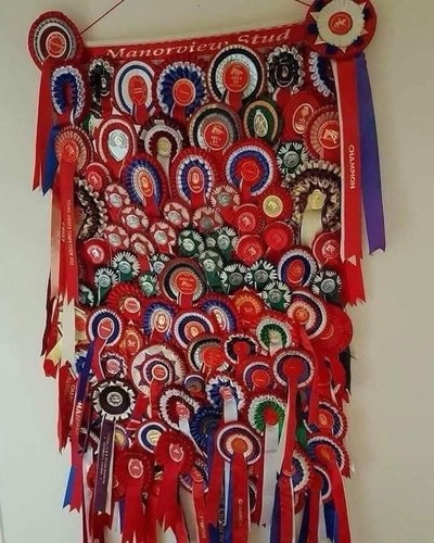 Giant size rosette - rosette, display