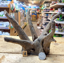 Small/Medium Corbo Root