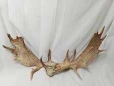Naturally Shed PAIR of WILD