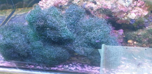 Chaeto algae nutrient export - algae,