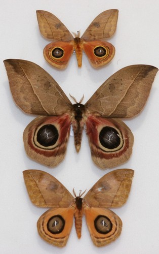 Real saturniidae moth - real,