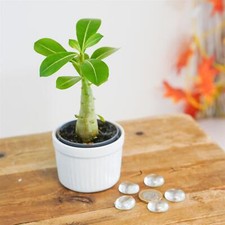 1 Tropical Adenium Obesum