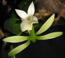 Umbrella Longituba. Very rare