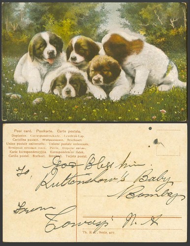 Saint bernard puppy - st.,