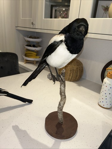 Original life size taxidermy - original,