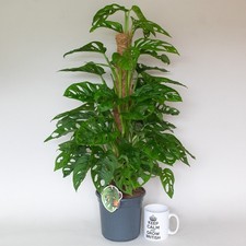 Monstera Plant – 60cm Moss