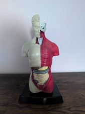 Vintage Anatomy Model Bluebird Toys 1996 Incomplete