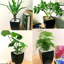 Evergreen table plant gloss - evergreen,