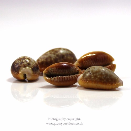 Honey cowrie seashells - x,